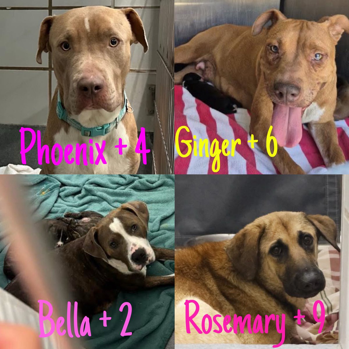 🆘 URGENT: 4 DOG MOMS & PUPS FACING EXECUTION TODAY IN SAN ANTONIO!