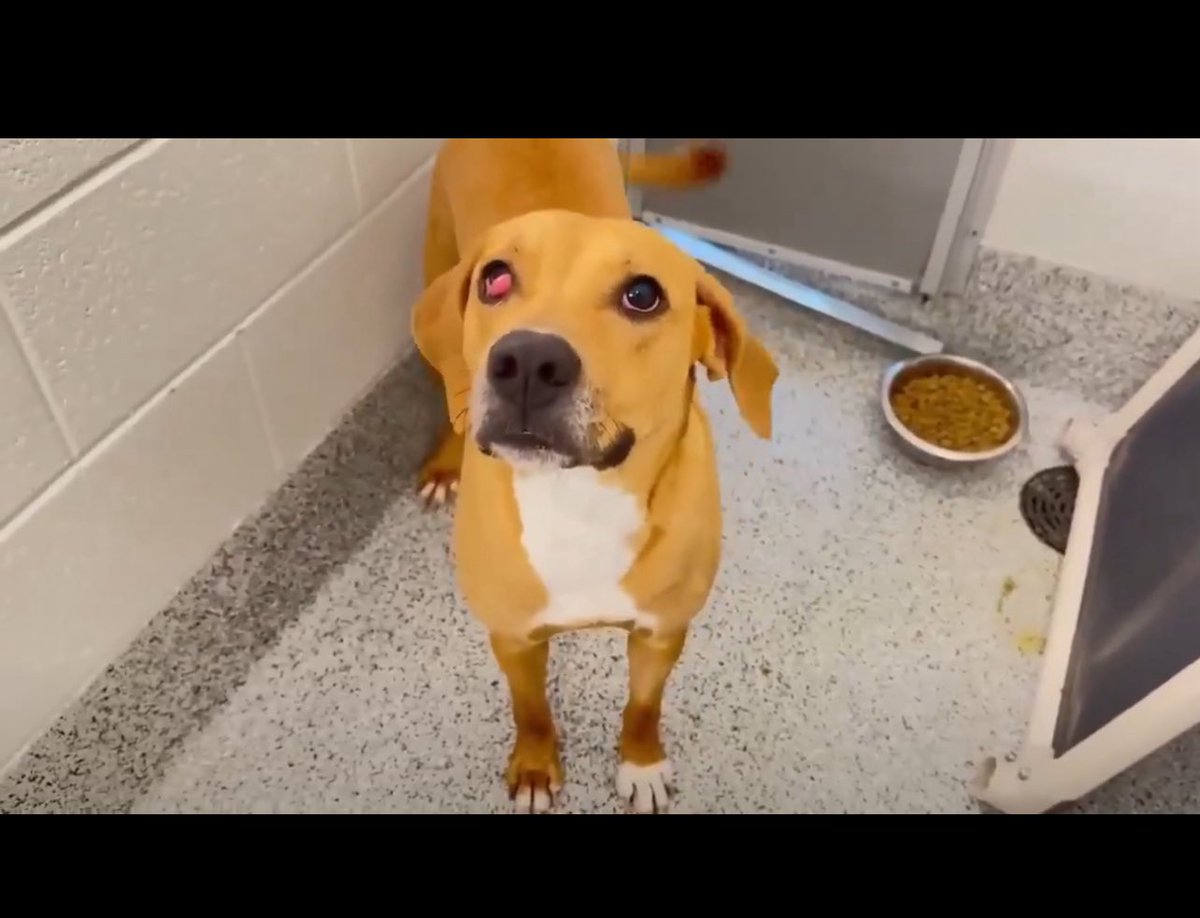 URGENT: 6-Year-Old Dog's Life on the Line at Harris County!