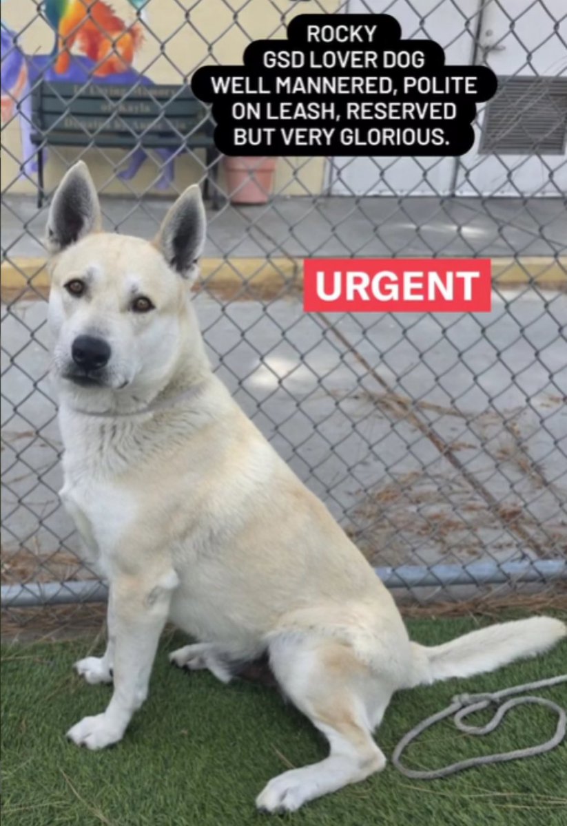 URGENT: 7-Year-Old Rocky Faces Death at Downey ACC! 🆘💔