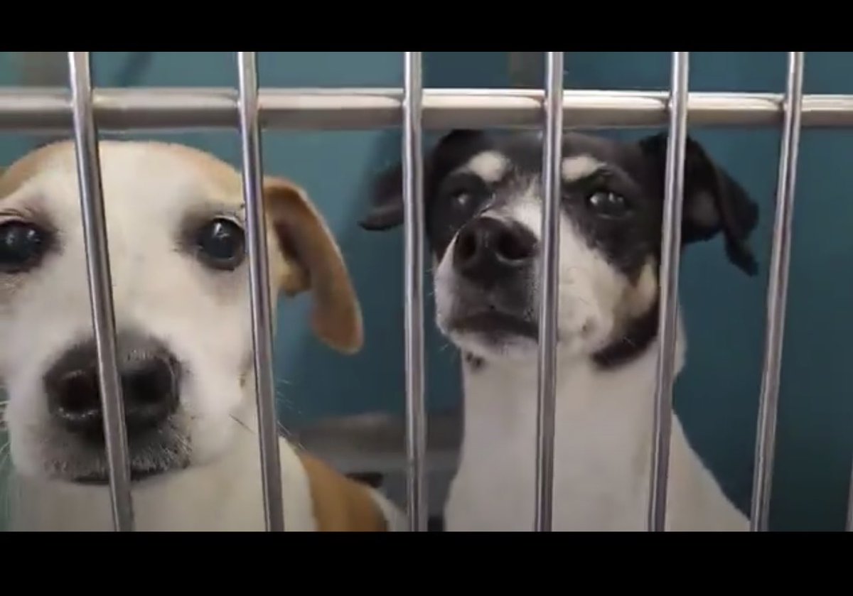URGENT: Bonded Jack Russells Face Euthanasia in Texas Shelter!