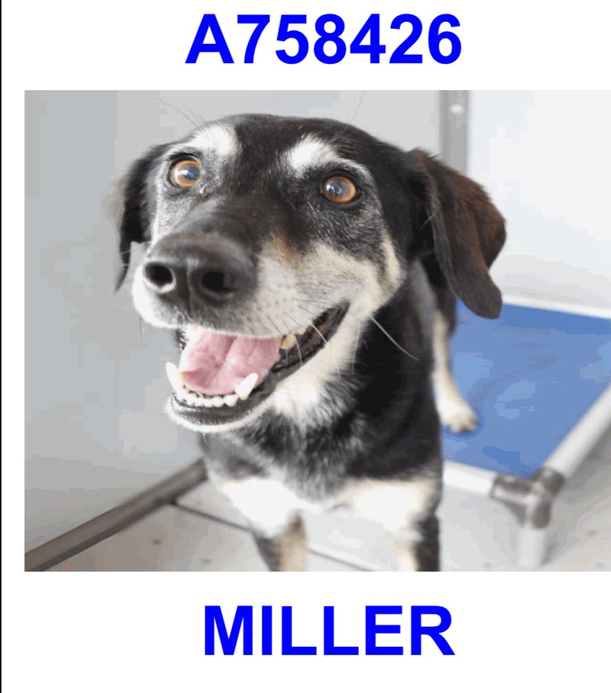 URGENT: Miller💚, 6-Year-Old Dog with Kill Command, Needs Help!