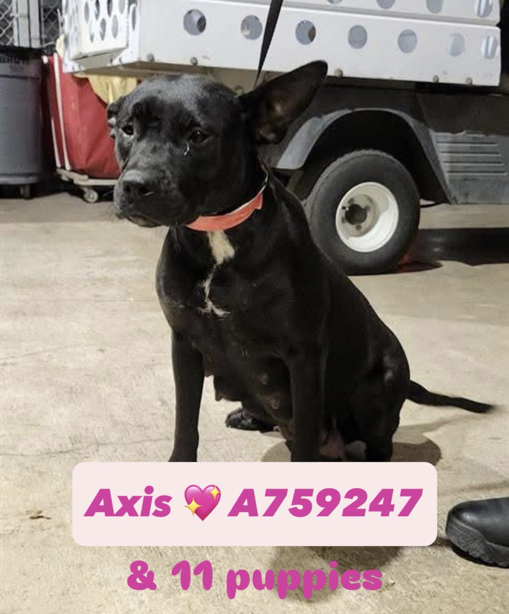 🆘 URGENT: San Antonio's ACS Set to Euthanize Dogmom & Her 11 Puppies!