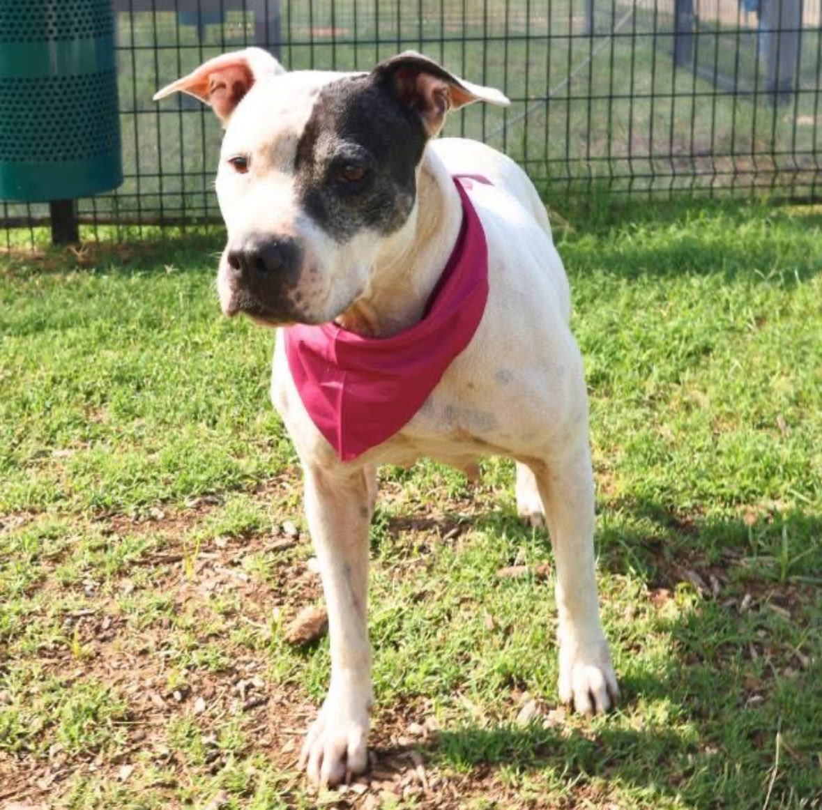 URGENT: Senior Dog Bee Faces Execution Tomorrow—Act Now!