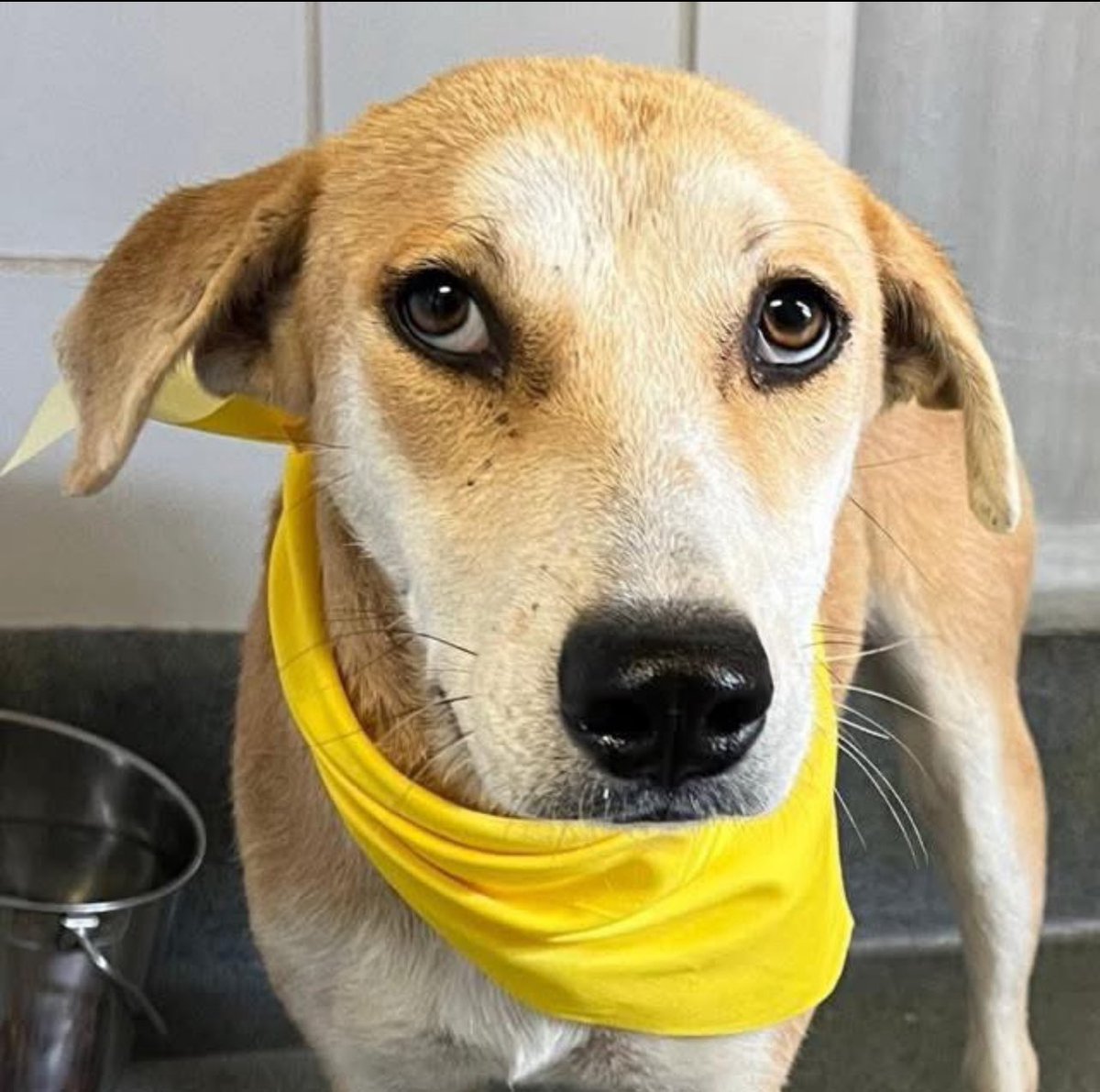 Urgent: 1-Year-Old Mimi Faces Death Today at San Antonio ACS!