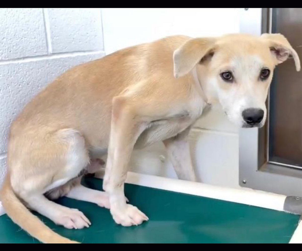 Urgent: 10-Month-Old Dog Faces Immediate Death in TX Shelter!