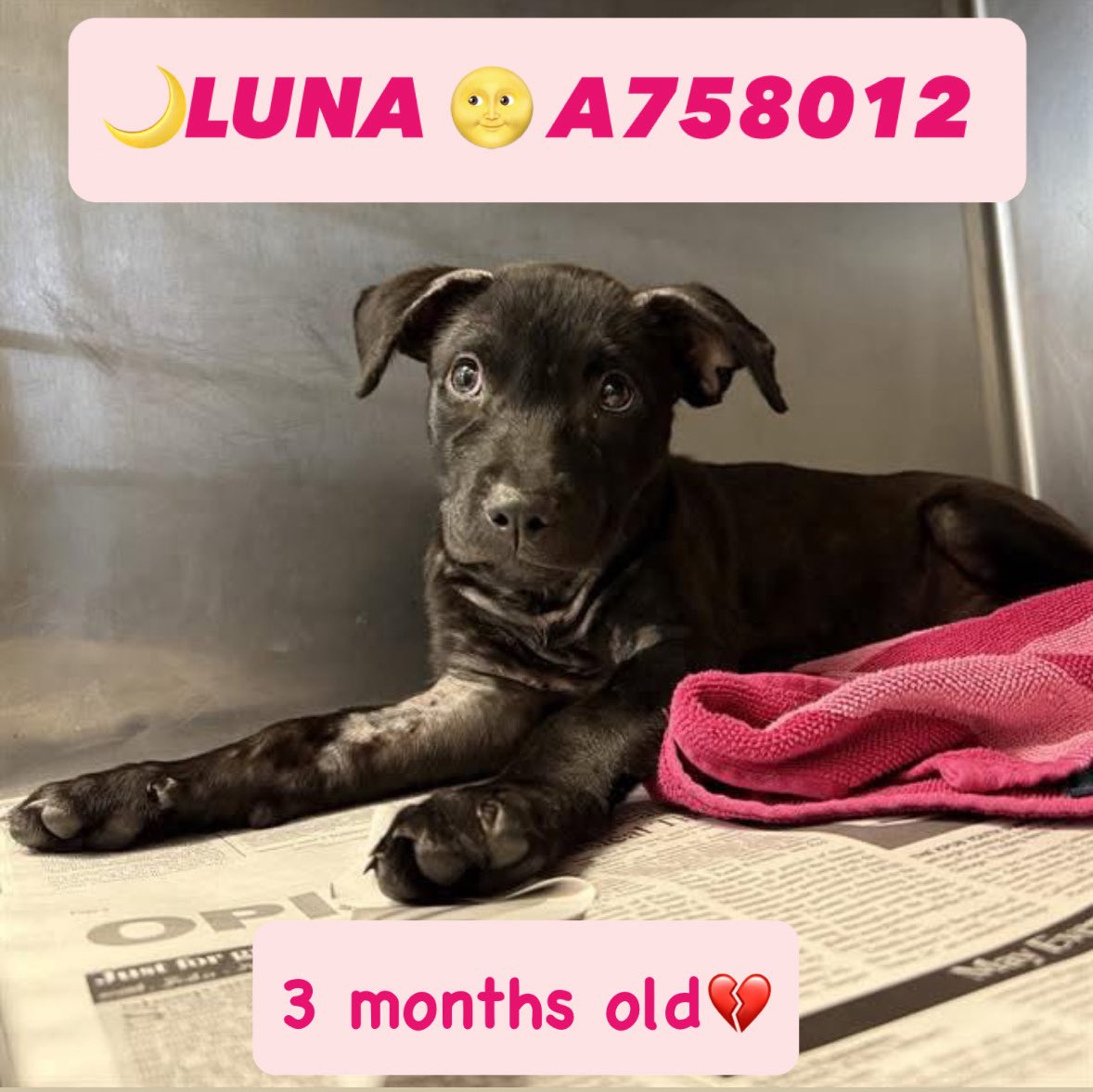 Urgent: 3-Month-Old Puppy Faces Euthanasia Today in San Antonio!