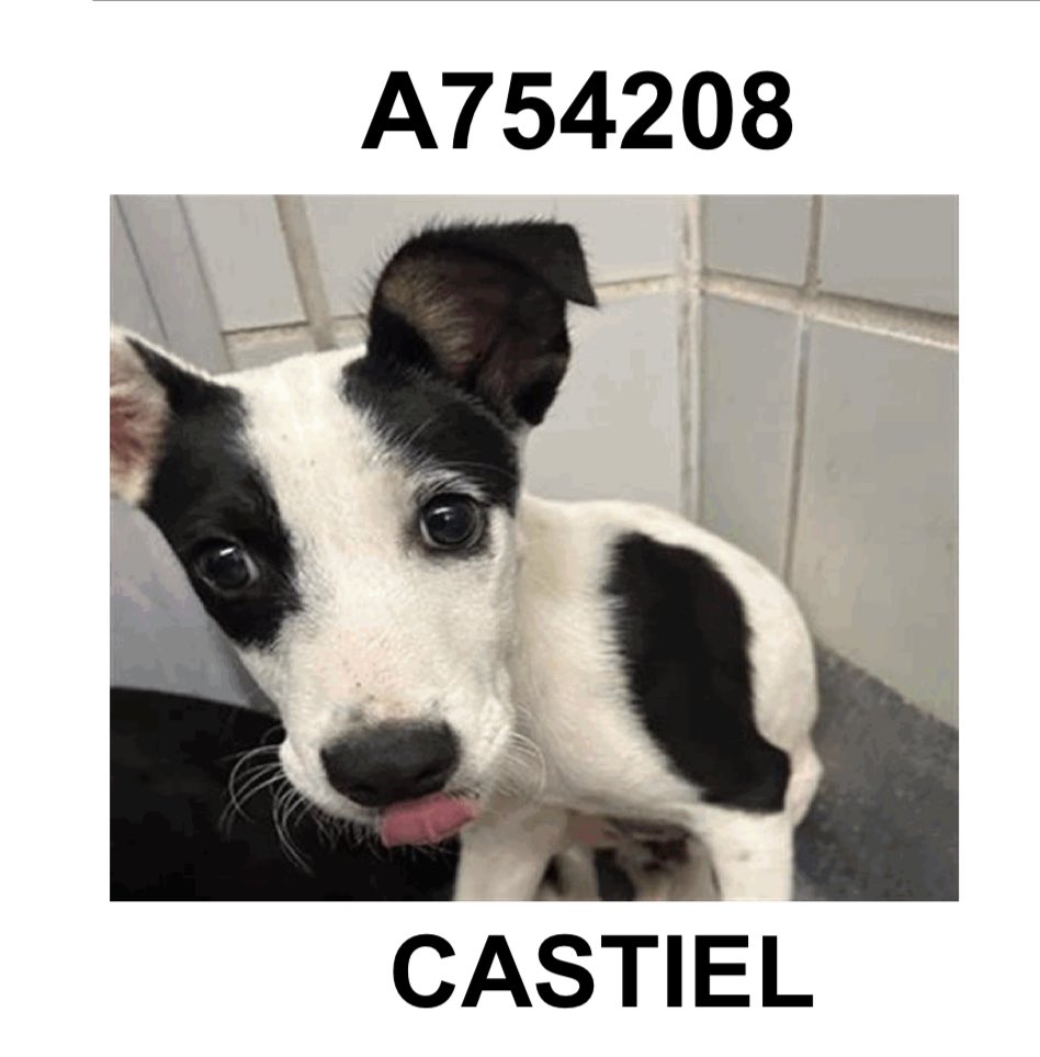 Urgent: 6-Month-Old Puppies on Death Row in Texas! 💔