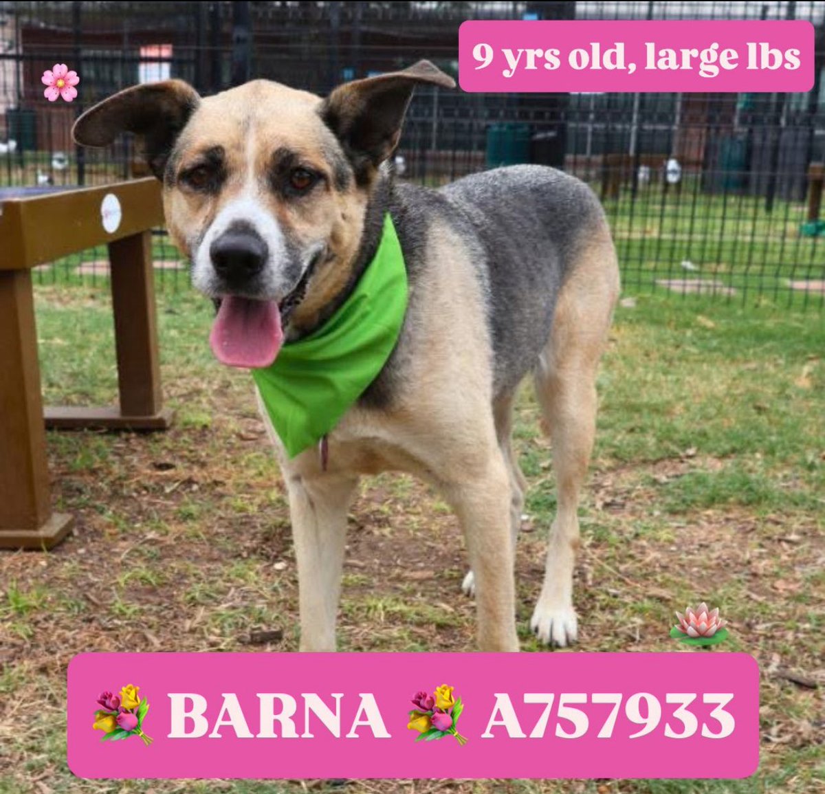 Urgent: 9-Year-Old Dog Barna Faces Euthanasia at Full Shelter!