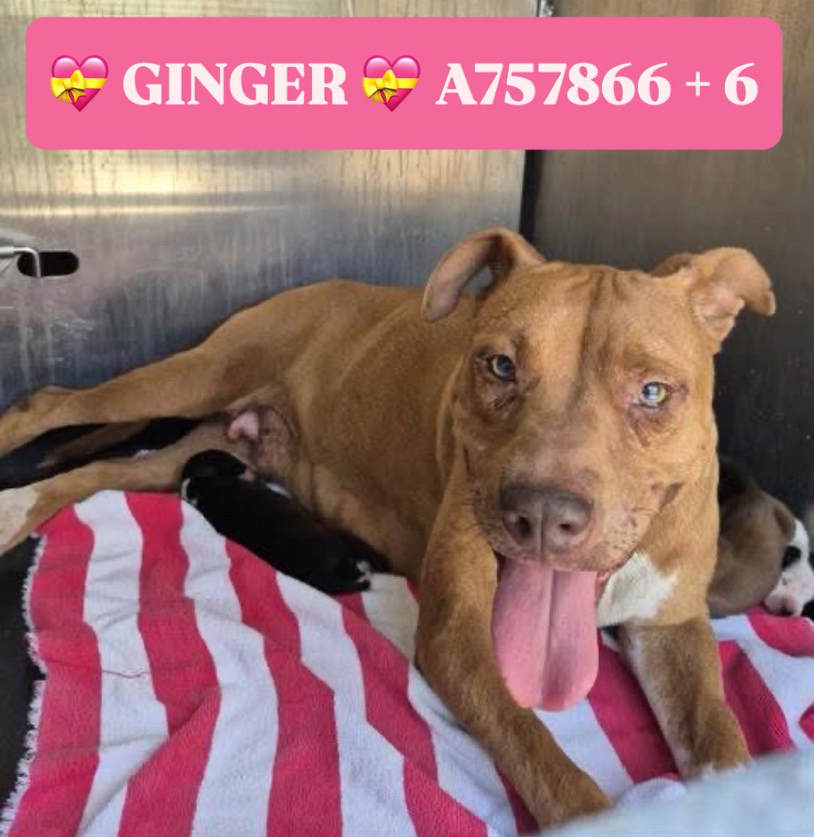Urgent: Beautiful Dog Mom & 6 Puppies Scheduled for Euthanasia!