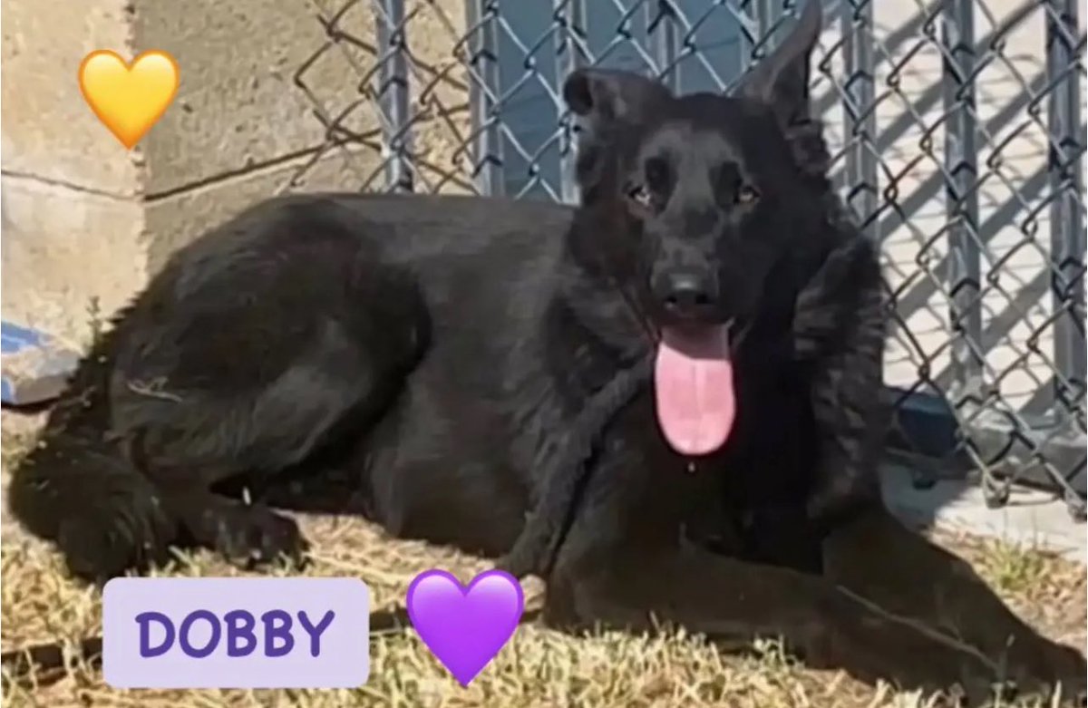 Urgent: Dobby the German Shepherd Faces Death Tomorrow at Riverside!