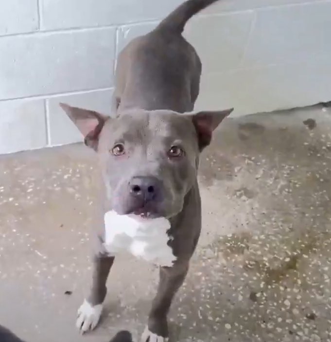 Urgent Outcry: 4-Year-Old Dog Marco's Life on the Line!