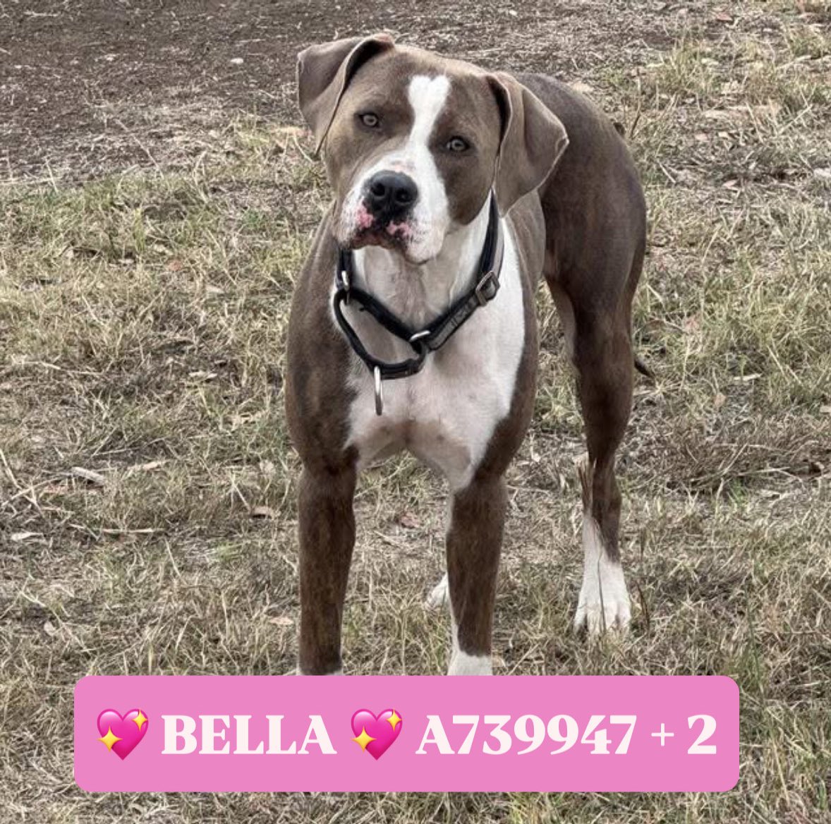 🚨Urgent: San Antonio’s ACS to Euthanize Dog & Puppies Tomorrow! 🆘
