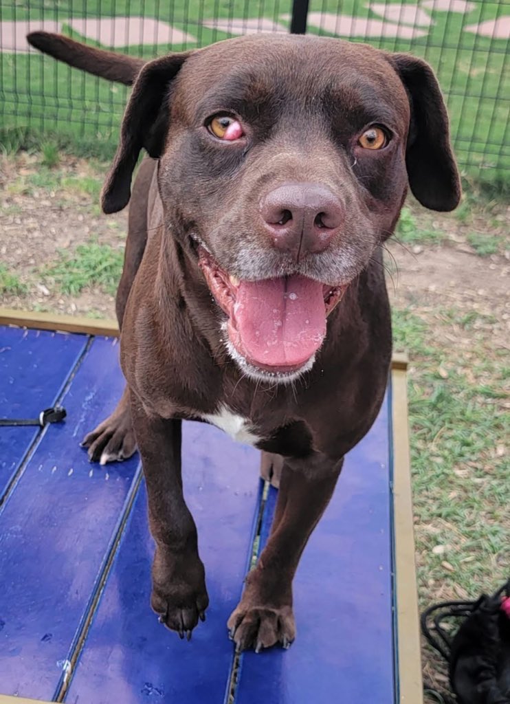 Urgent: Sweet Labrador Ace Faces Execution Today in Texas!