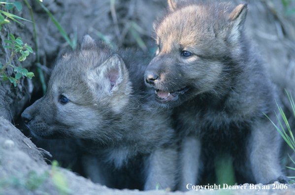 Wolves Show Compassion: Klondike Male Killed After Breeding Female's Death!
