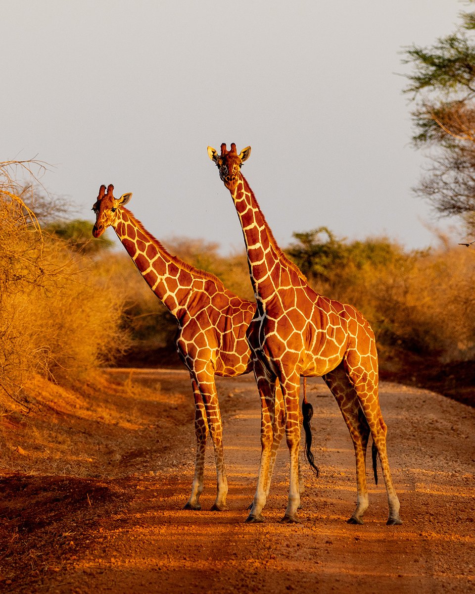 World Giraffe Day: Is Our Effort Enough to Save Them?  
2,700 Miles Patrolled, 493 Snares Removed—What’s Next?
