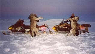 Wyoming Voters Reject Cruel Wildlife Killing Methods!  
Stand Up for Wildlife: Vote Against Torture in Next Election!