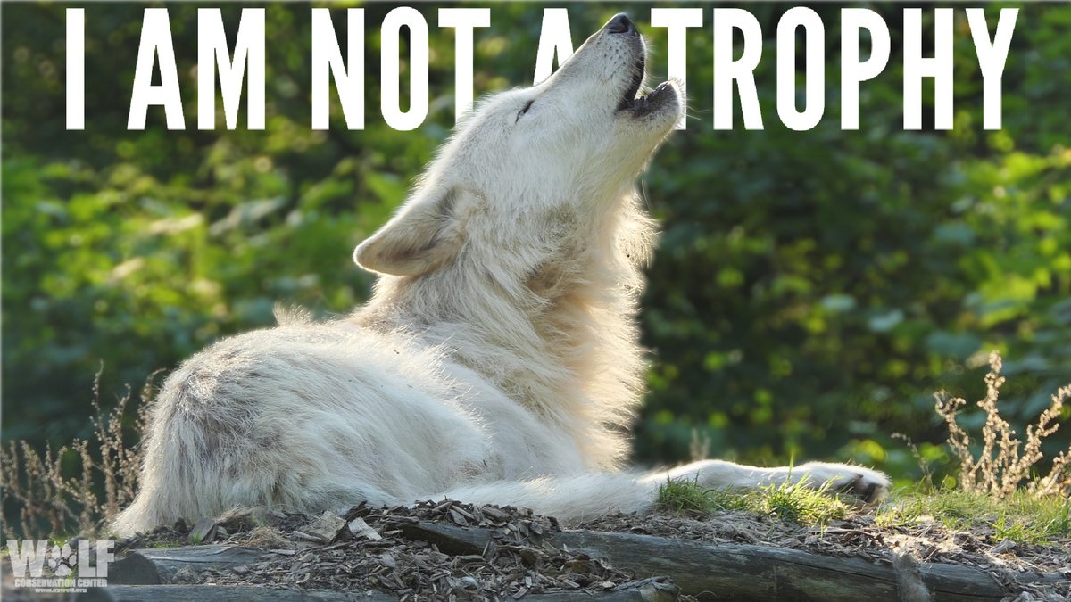 Wyoming's Trophy Hunt: Young Wolves Targeted; Outrage Ensues!