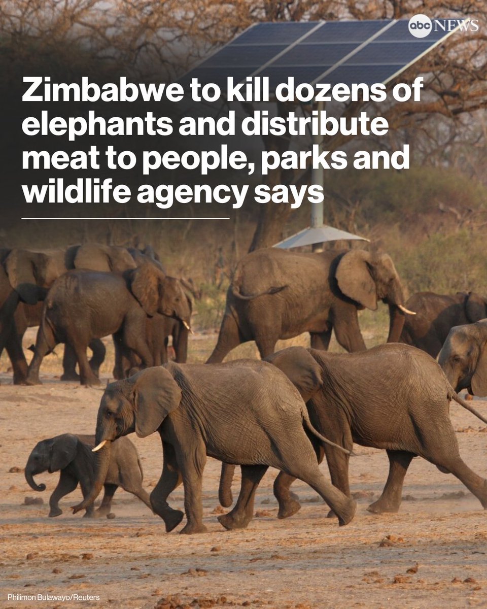Zimbabwe's Shocking Decision: Mass Elephant Killings Ahead!