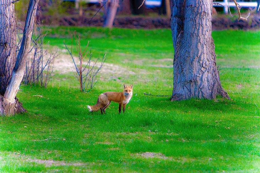 wildlife  
Fox of Boulder County Caught in Shocking Wildlife Art Scandal!