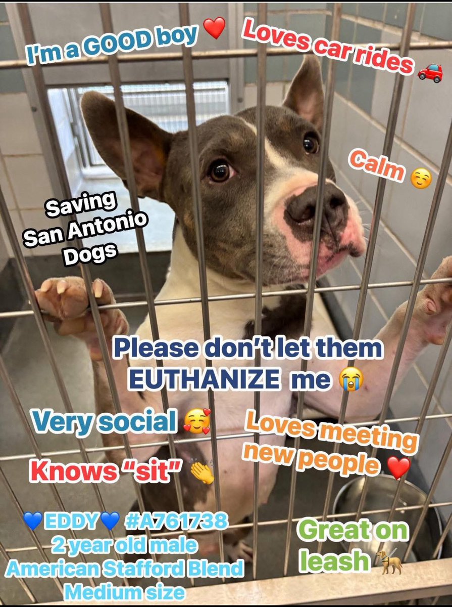 CRITICAL EMERGENCY: 2-Year-Old Eddy's Life Hangs by a Thread!  
A761738 San Antonio, Texas ACS Faces Outrage Over KILL Command!
