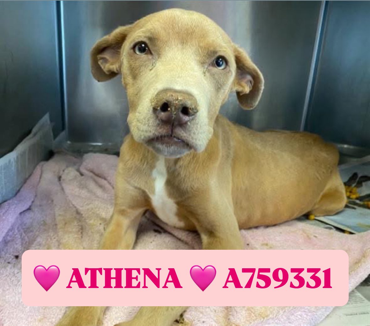 🆘 CRUELTY: 8-Month-Old Dog Athena Faces Euthanasia Tomorrow! 😢