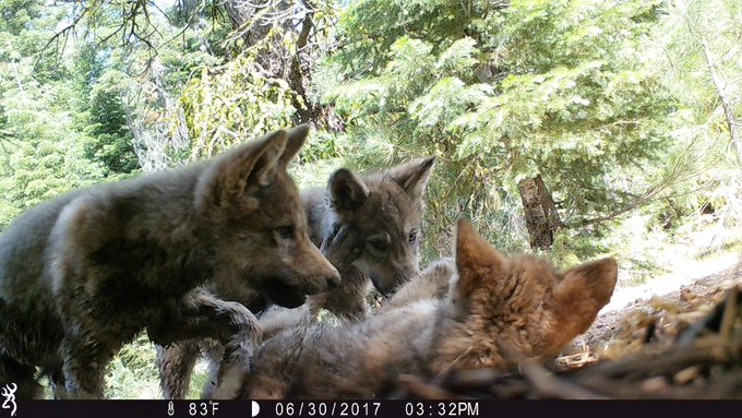 California Ranchers Furious as Wolves Kill Just 58 Cattle!