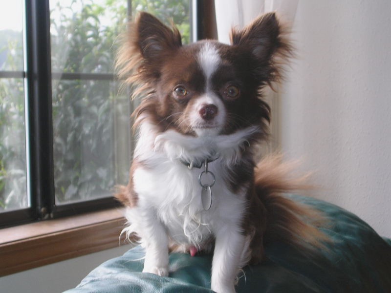 Death - Obituary News: Tragic News: Grizz's Final Chapter Unfolds