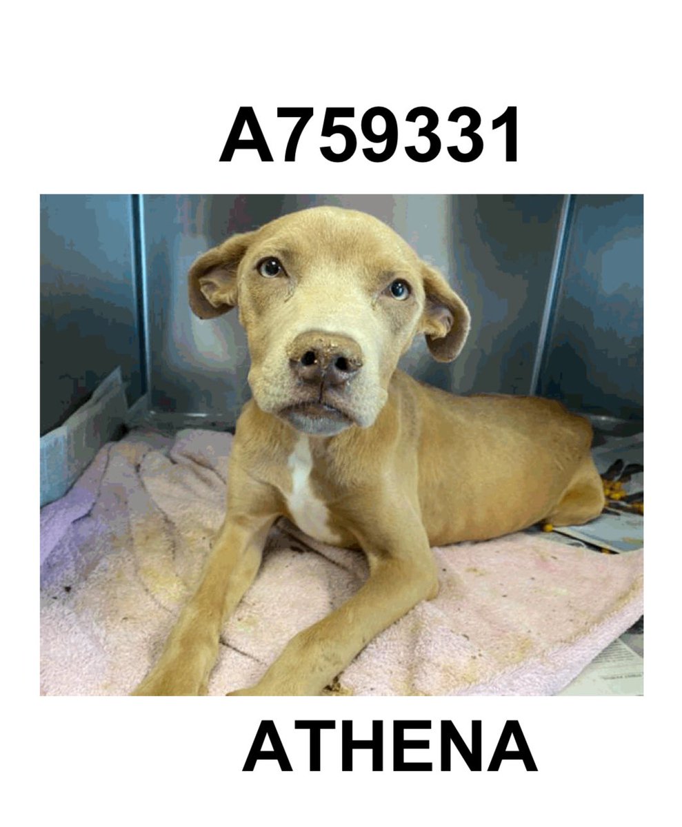 Emergency: 8-Month-Old Lab Mix Athena Fights for Life Amid Kill Order!