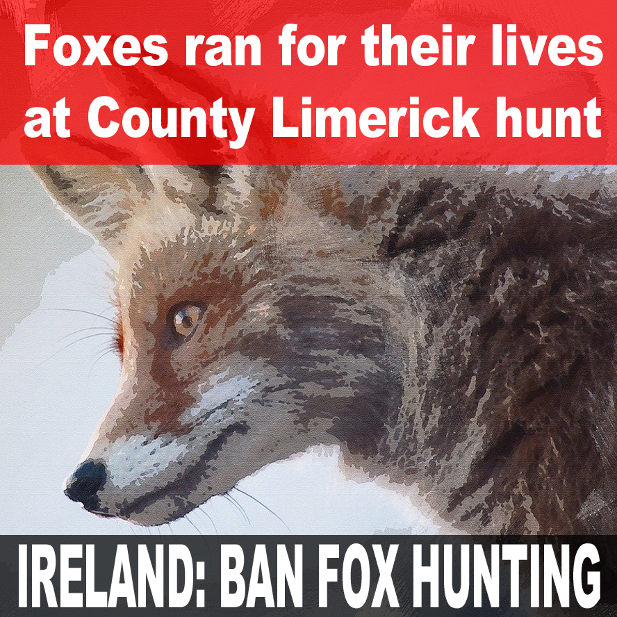 Outrage Erupts as Foxes Flee for Life in Limerick Hunt