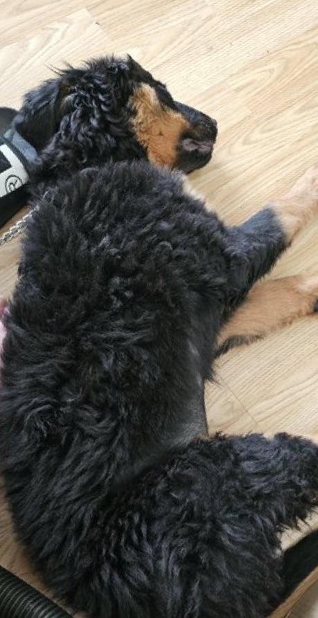 Outrage as Little Louie's Seizures Spark Debate on Pet Care!