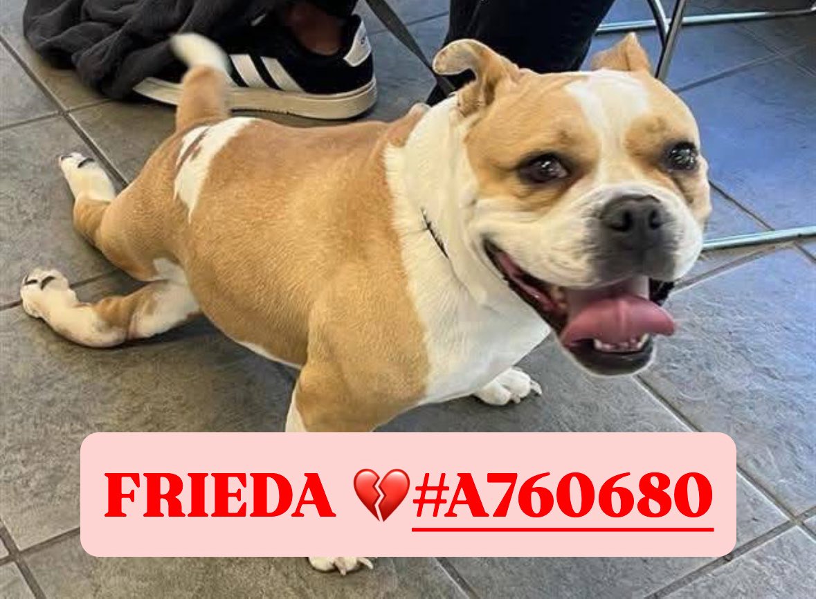 PARALYZED BULLDOG FRIEDA TO BE EUTHANIZED AFTER 17 DAYS!