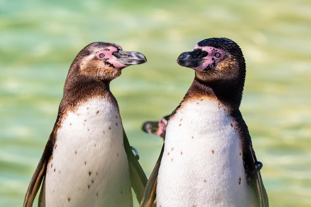 Same-Sex Penguin Parents Spark Outrage: Raising Chick at Zoo!