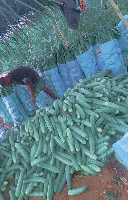Shocking Discovery: Cucumber Harvest Reveals Igbo Land's Hidden Wealth!