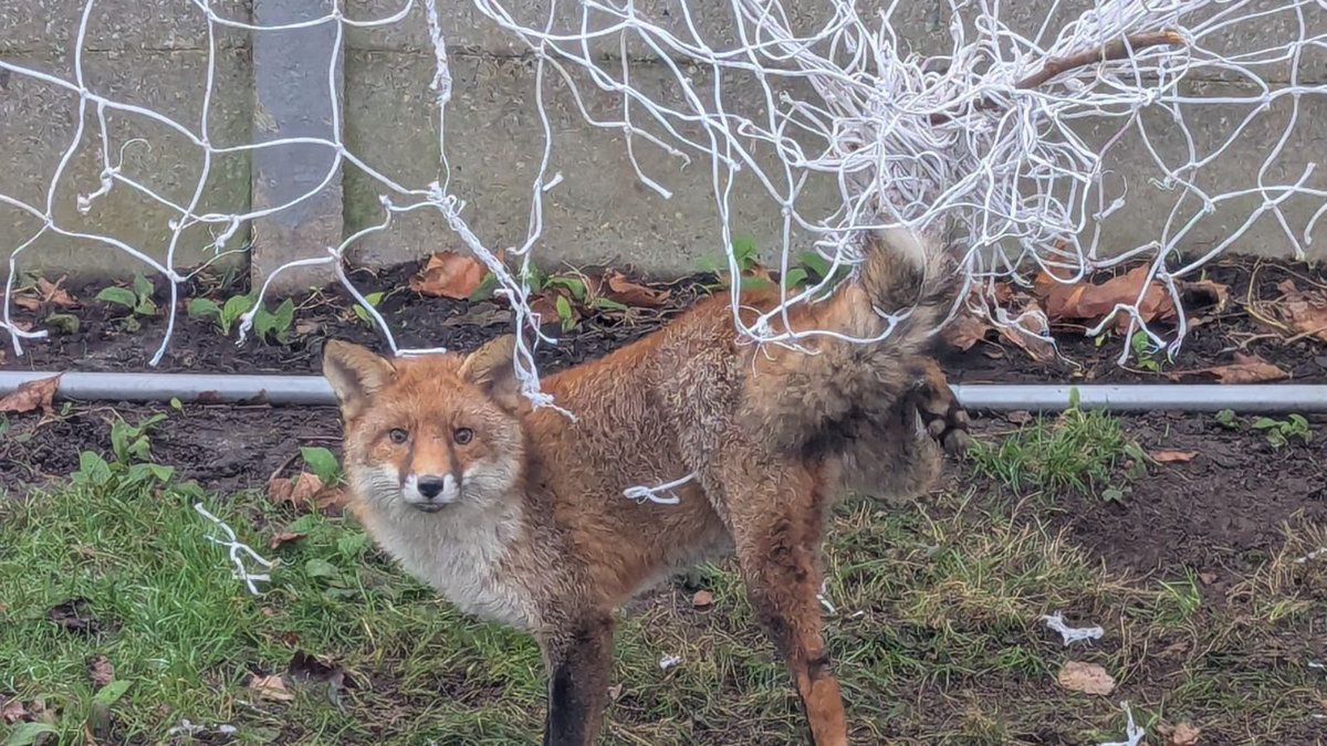 Shocking Reports: 1,355 Animals Entangled in Deadly Netting!