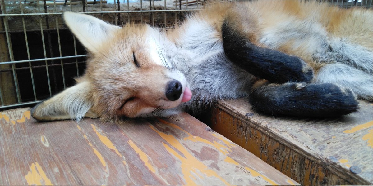 Shocking Revelation: Woman Sleeps with Tongue Out, Risks Health!