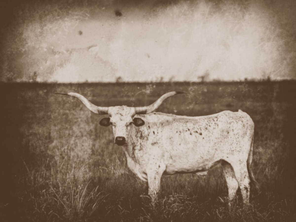 Texas Rancher Rescues Calf from Bog: Shocking Twists Unfold!