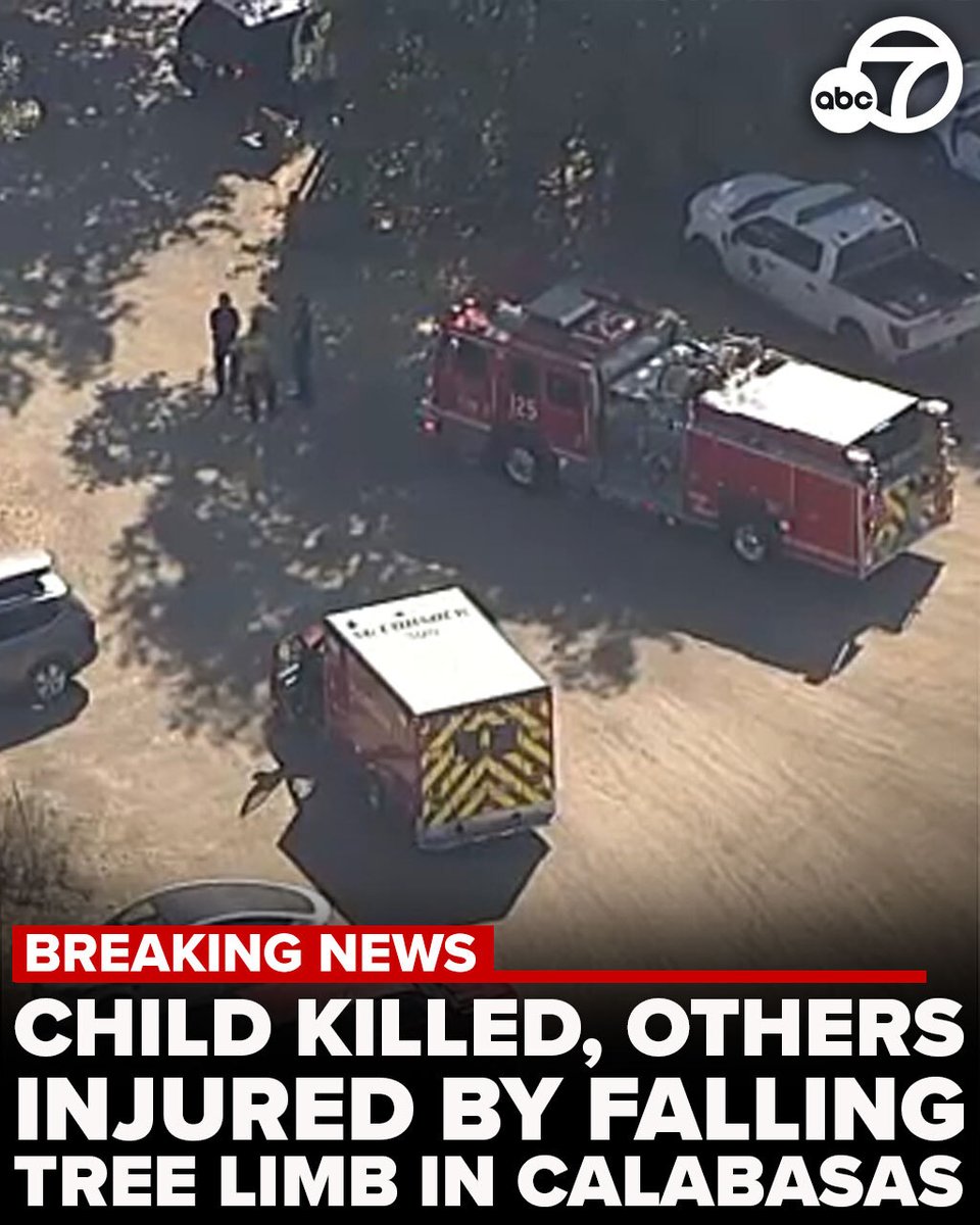 Tragedy Strikes: Child Killed in Summer Camp Tree Limb Horror