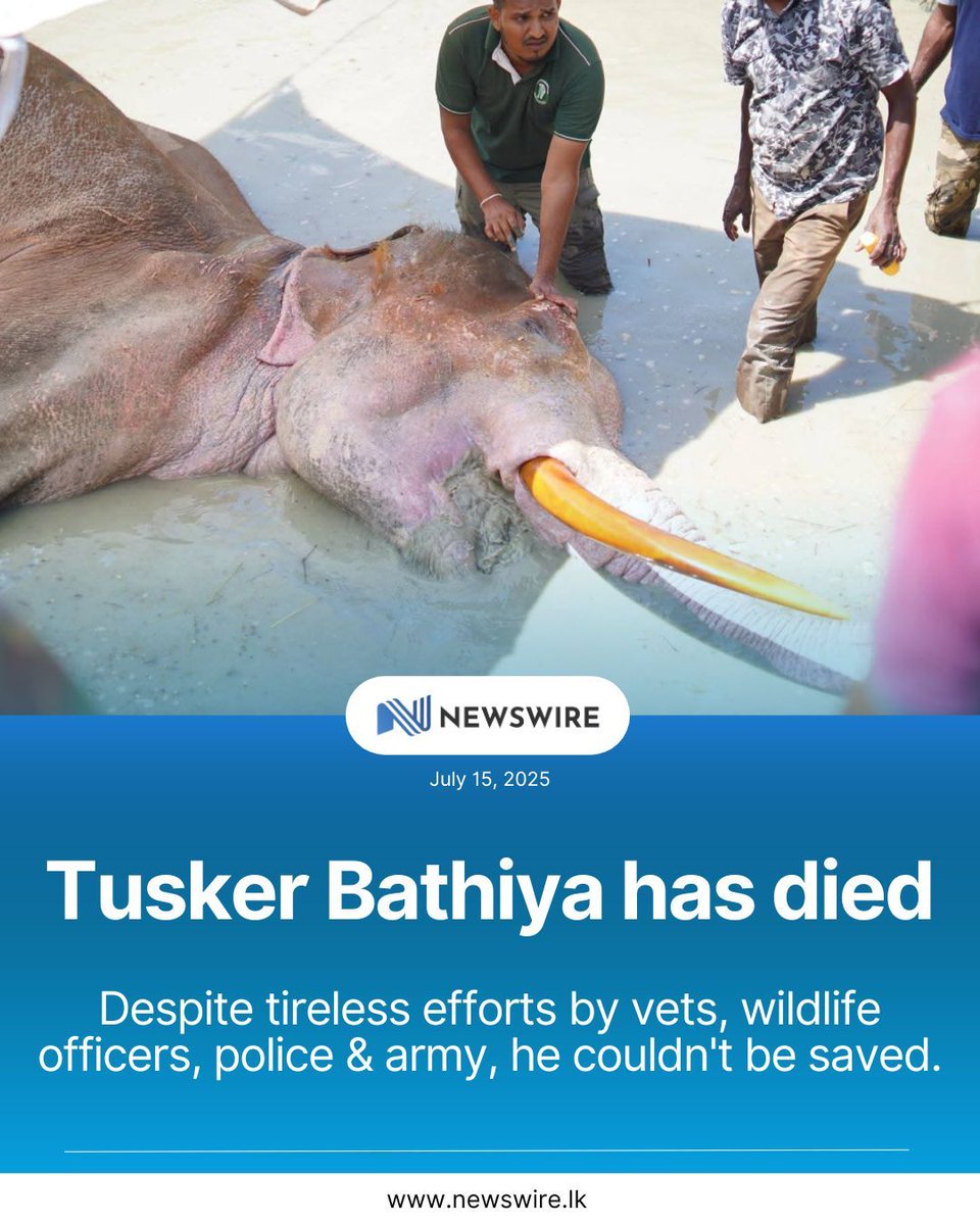 Tragic End for Tusker Bathiya: Shot in the Wild —  Tusker poaching crisis, Sri Lanka wildlife tragedy, elephant conservation efforts 2025