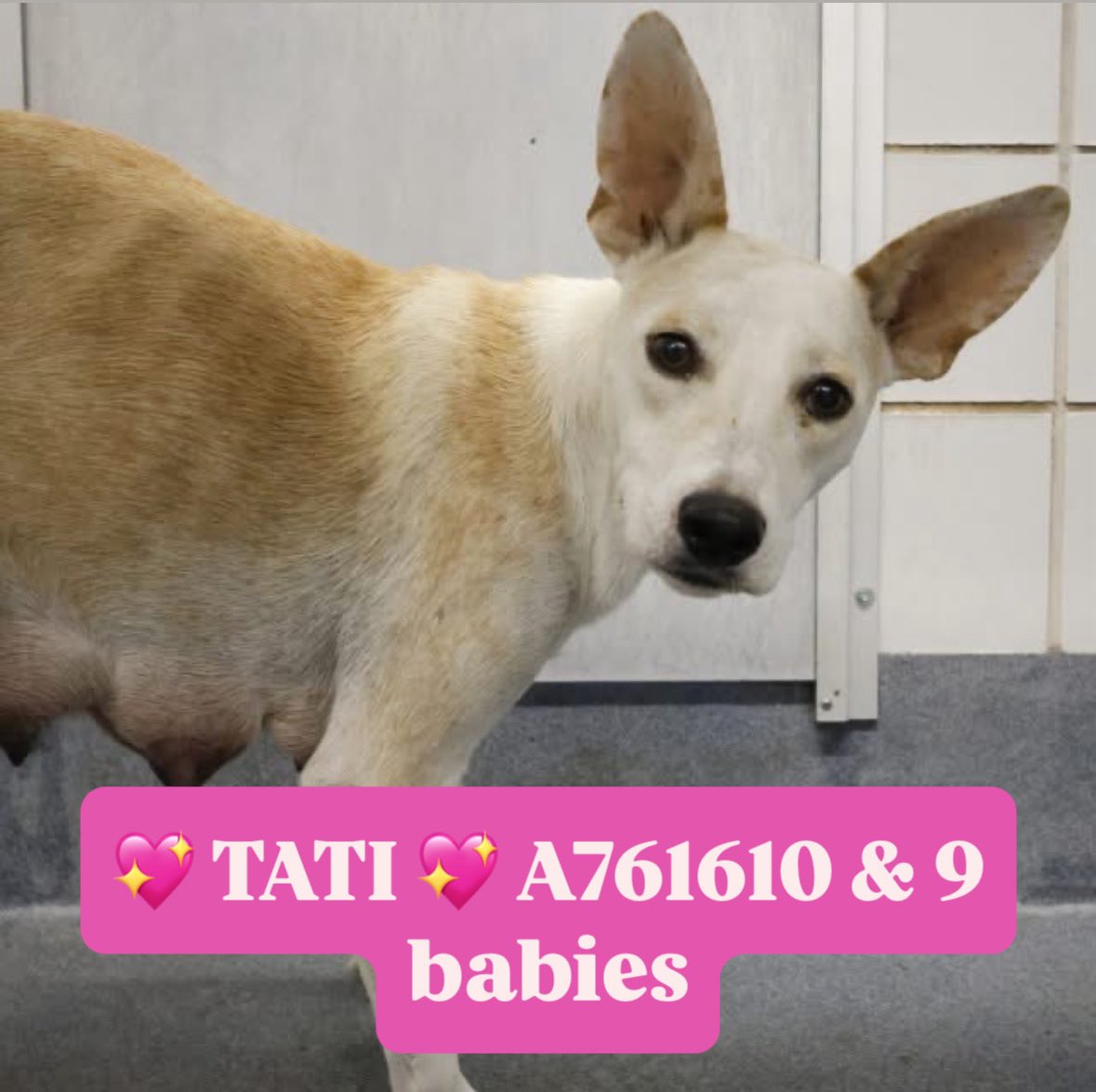Urgent: Beautiful Dog & Her 9 Puppies Face Execution Tomorrow!
