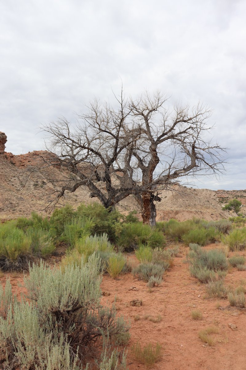 Utah Hiker Sparks Outrage: 'Dead Trees Are More Beautiful!'