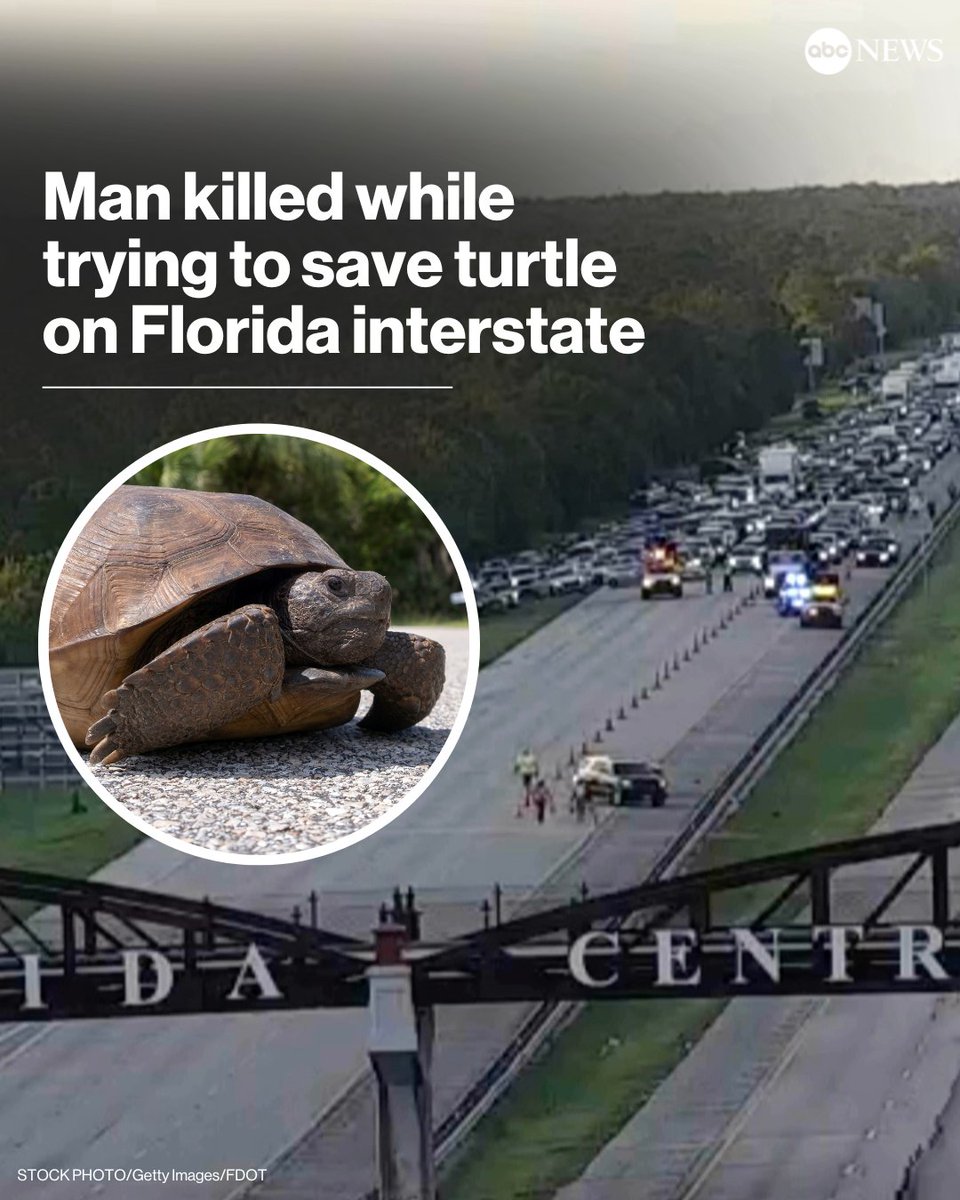 Vermont Man Dies Trying to Save Turtle on I-95: Tragic or Foolish?