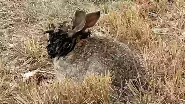 BREAKING: ‘Frankenstein’ Rabbits with Tentacles Invade US! —  Mutant Rabbit Invasion, Strange Animal Sightings 2025, Unusual Wildlife Phenomena