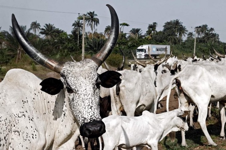 Breaking: Niger State's Bold Move Shakes Meat Market! —  Local meat processing, Frozen meat delivery, Niger State cattle supply 2025