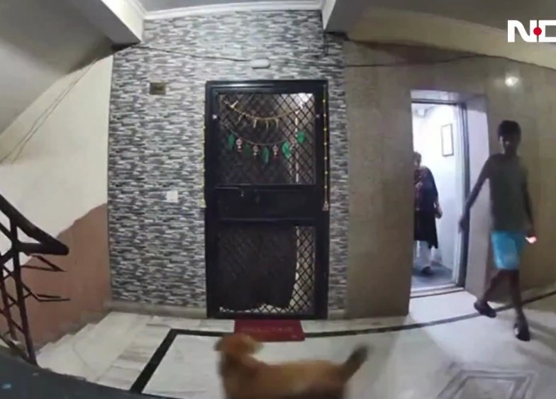 Dog Bite Drama: Owner's Indifference Sparks Outrage! —  dog bite incident, elevator dog attack, pet owner negligence 2025