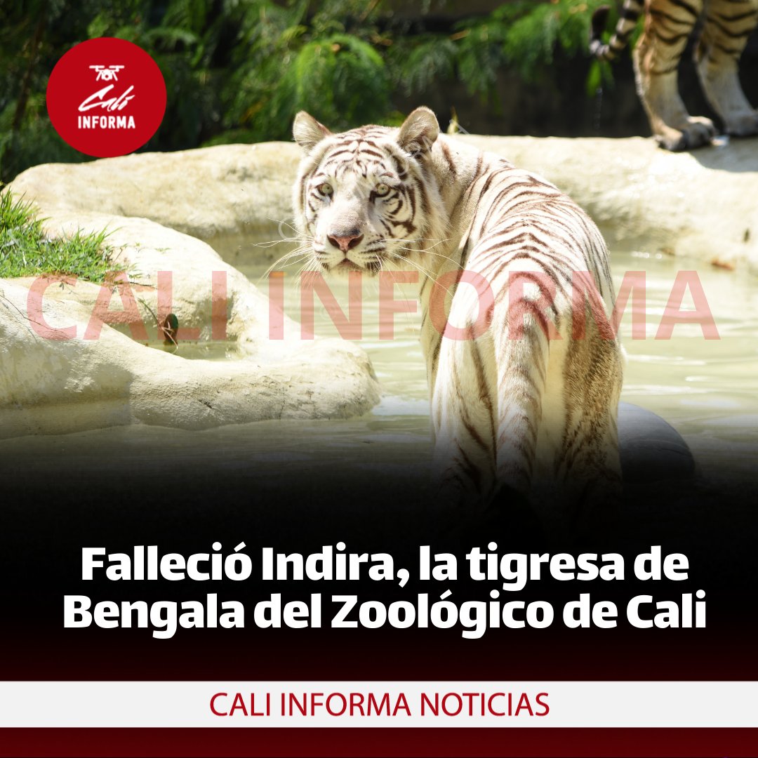 Falleció Indira, la querida tigresa de Bengala del Zoológico