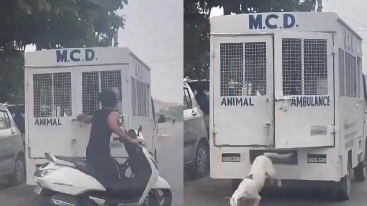 Outrage: Animal Lover Releases Vaccination Dogs! 🚨 —  Animal rescue mission, Dog liberation news, MCD ambulance incident