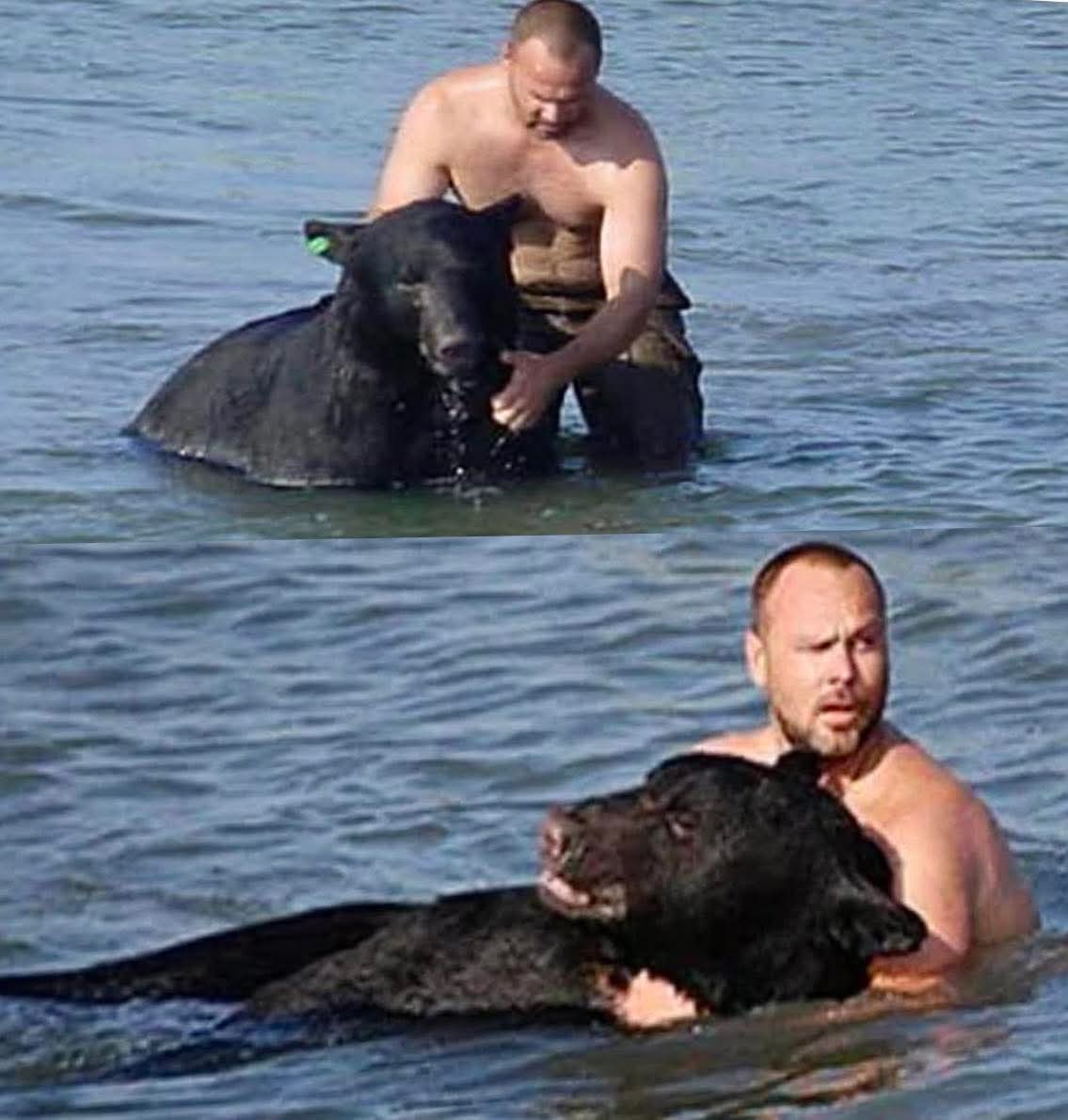Russian Tourist Risks Life to Save Drowning Bear! —  bear rescue mission, South Lake Tahoe wildlife incident, courageous bystander saves bear