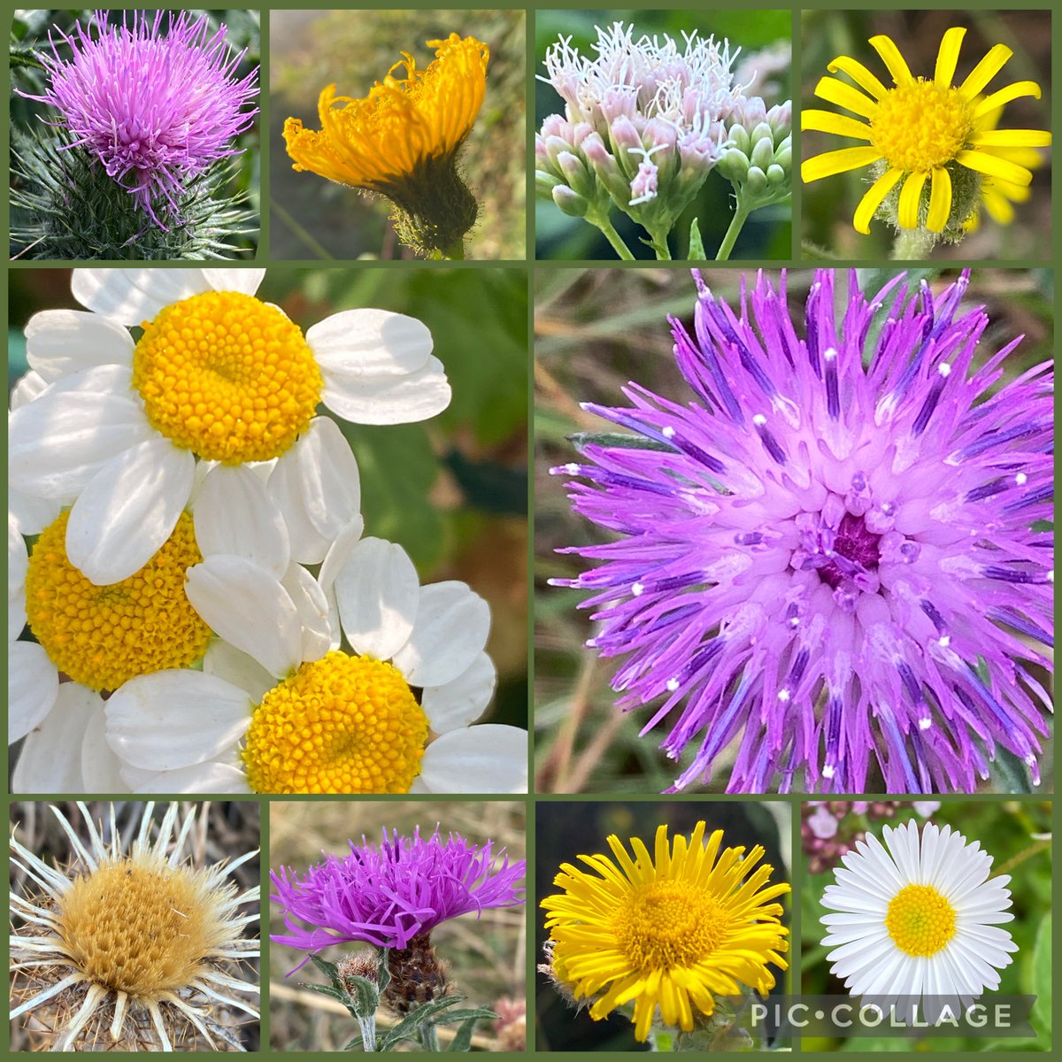 Stunning DaisyFamily Members Shocked at WildflowerHour! —  Daisy flower varieties, Wildflower photography tips, Spring bloom identification 2025