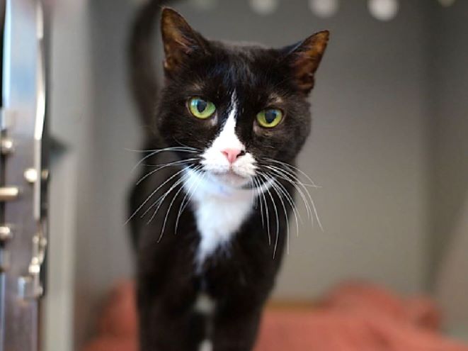 Sweet 17YO Kitty "MAMACITA" Faces Adoption Drama! —  Senior cat adoption, Black and white cat rescue, Trial adoption program 2025