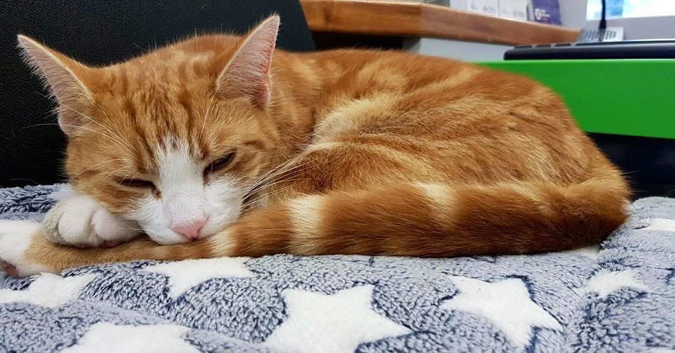 "Are Night Night Sweet Dreamies the Key to Self-Love?"  

cats  
cats  
Cat  
CatsOnTwitter   —  Dreamy cat cuddles, Cozy feline nights, Sleepy kitty vibes